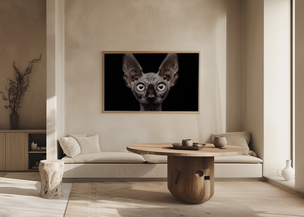 Gatto Sphynx | Poster - Stampe d’Arte
