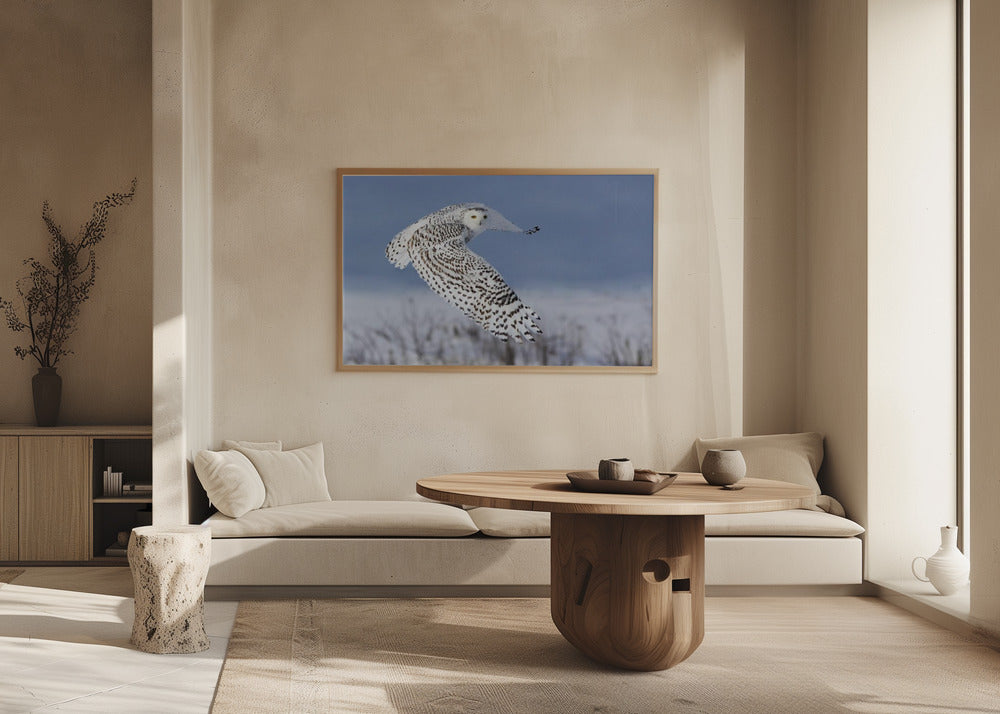 Gufo delle nevi | Poster - Stampe d’Arte