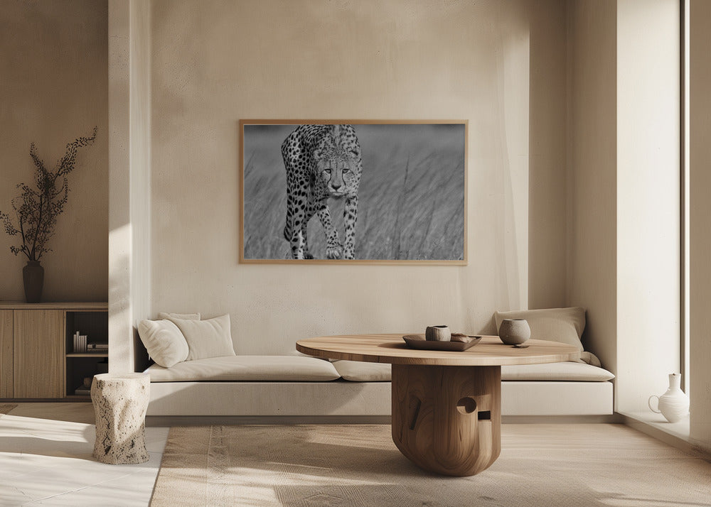 Fokuseret rovdyr | Plakater - Kunsttryk