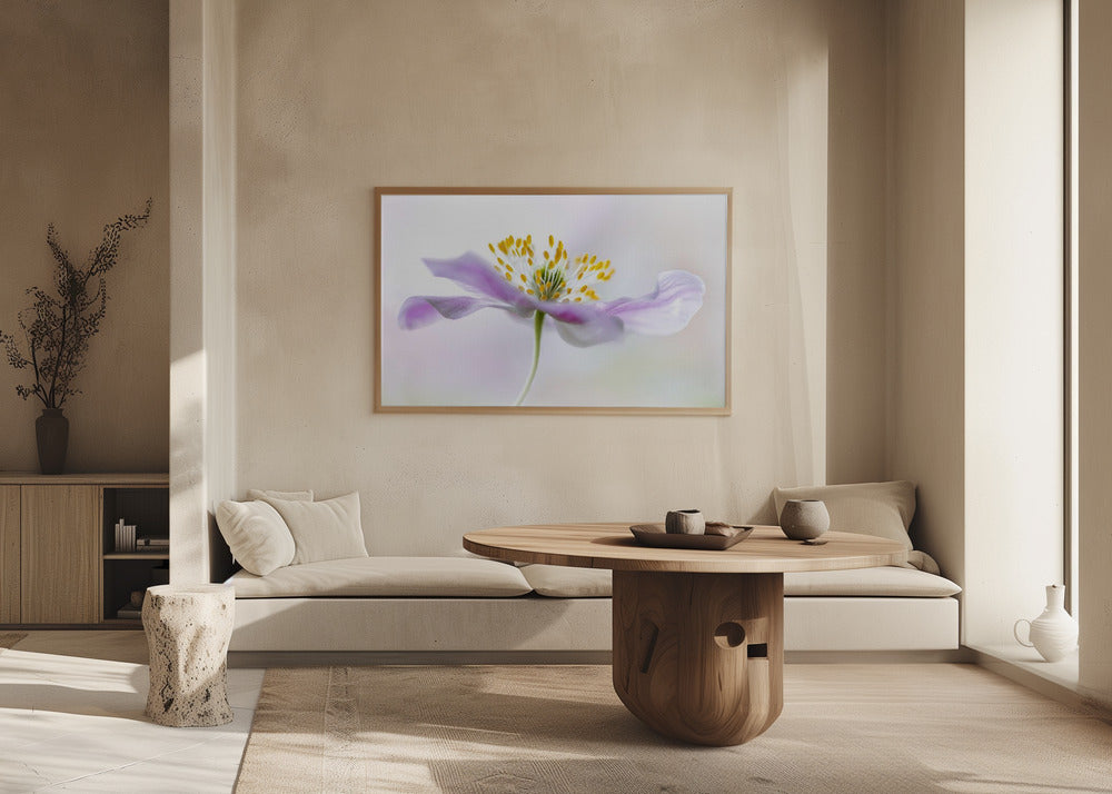 Anemone dei boschi | Poster - Stampe d’Arte