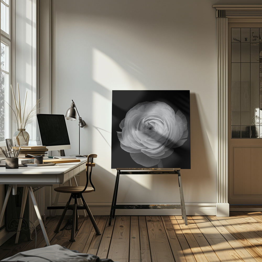 Ranunkel | Canvas