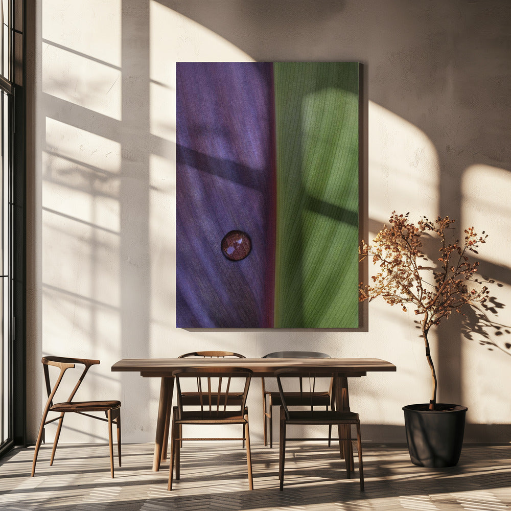Canna | Canvas