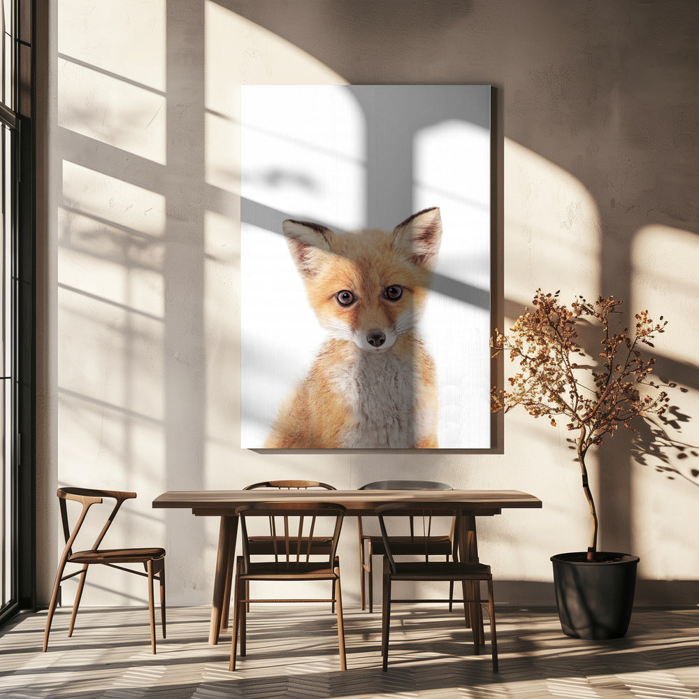 Baby Fuchs | Leinwand-Bilder