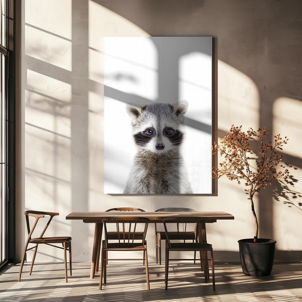 Bébé raton laveur | Tableaux sur Toile