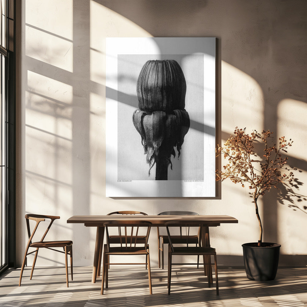 Taraxacum officinale | Tableaux sur Toile