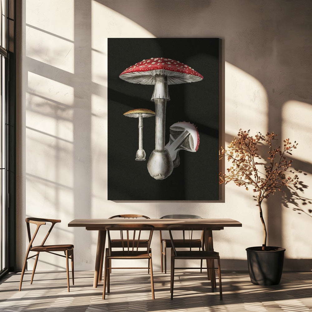 Amanita Muscaria Fond sombre | Tableaux sur Toile