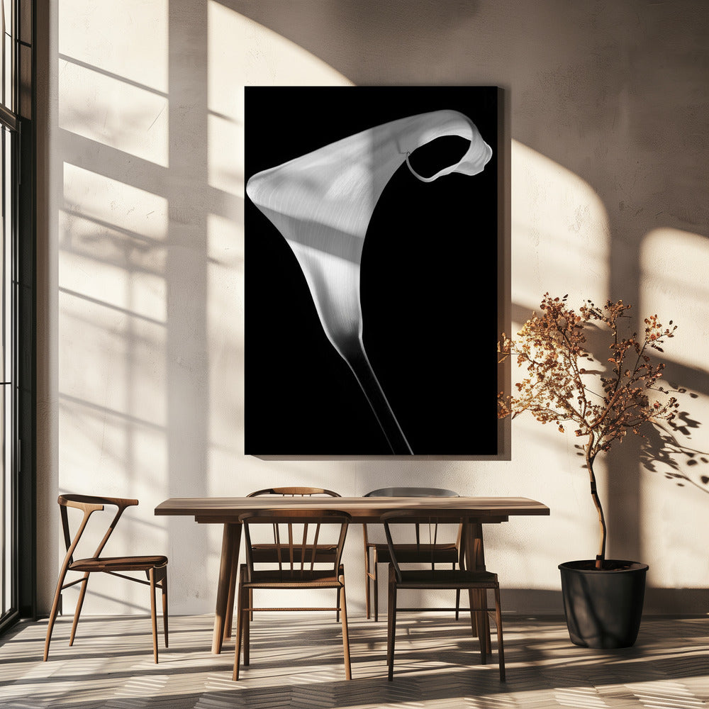 Calla | Stampe su Tela