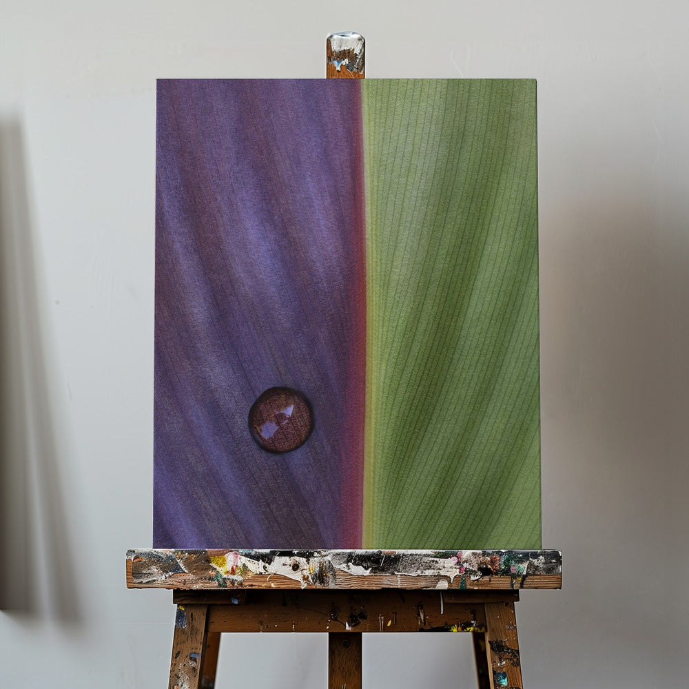 Canna | Canvas