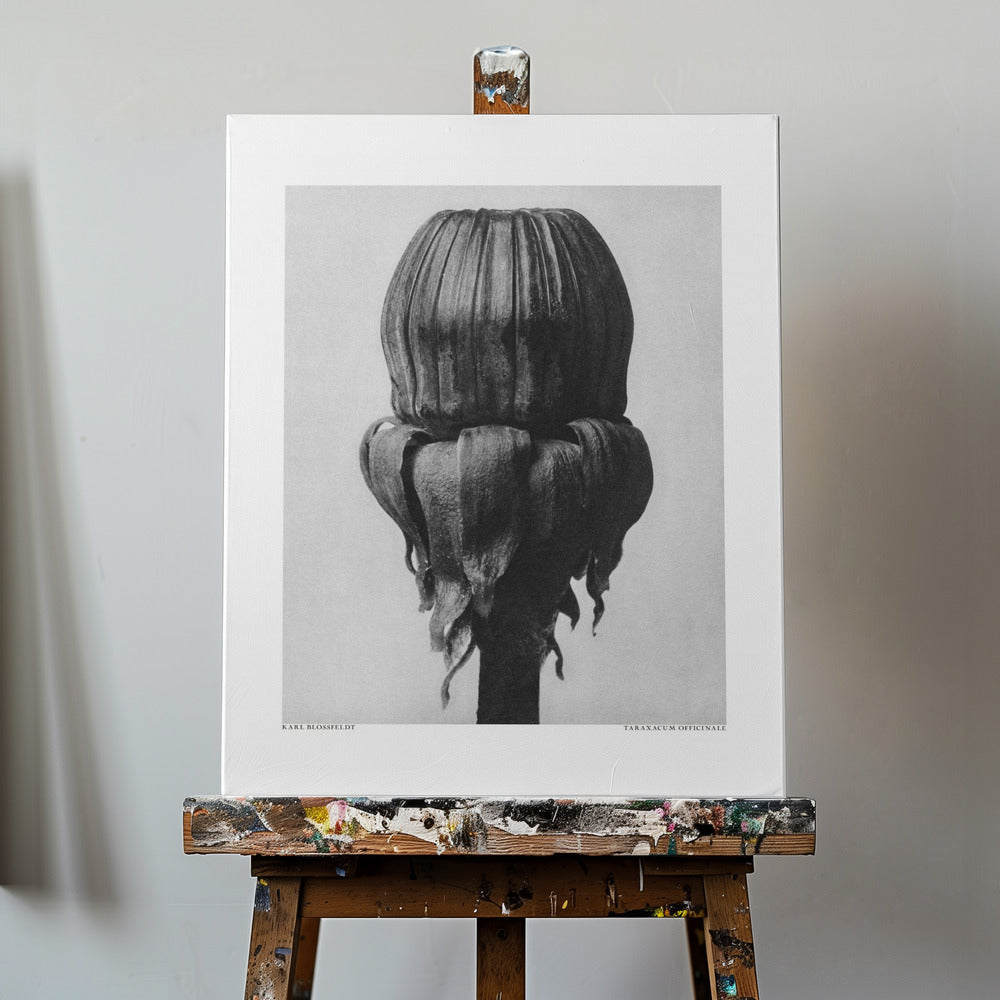 Taraxacum officinale | Tableaux sur Toile