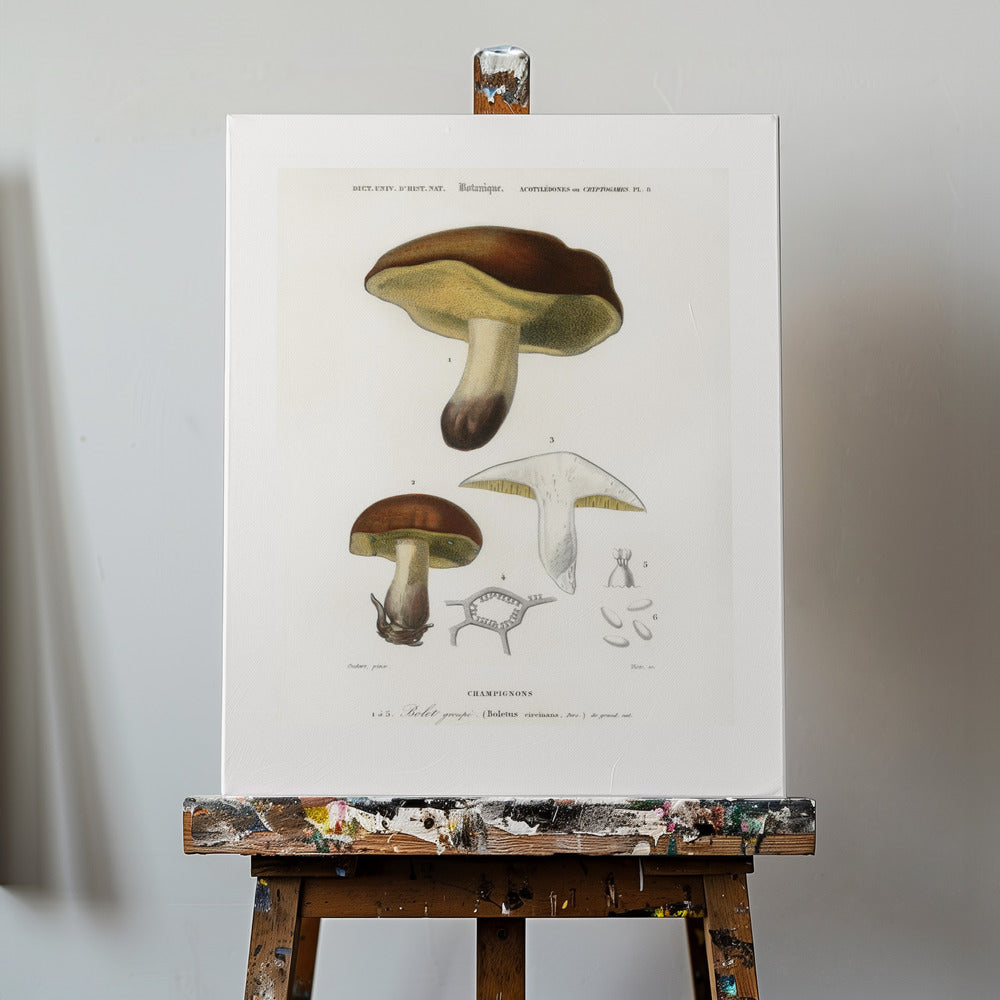 Fungo (boletus Circinans) | Stampe su Tela