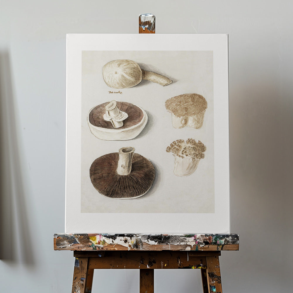 Niittysieni, Agaricus Campestris seisova | Canvastaulut
