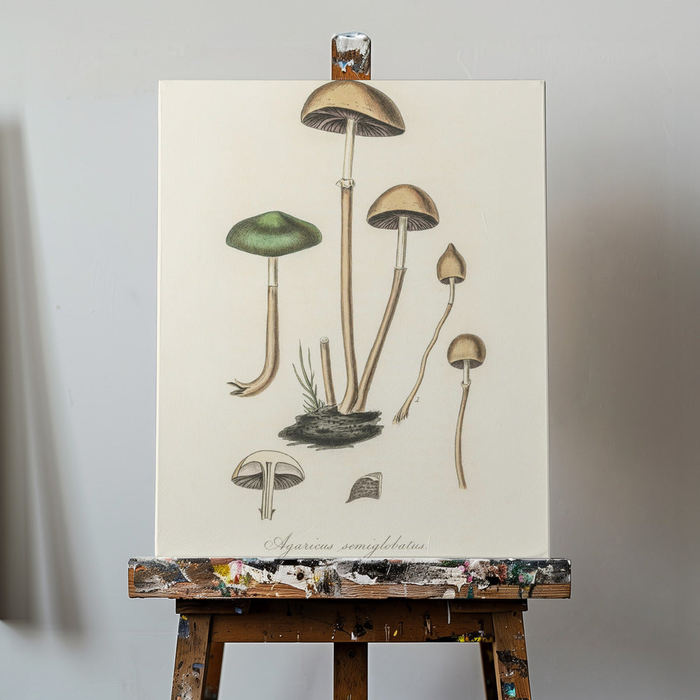 Agaricus Semiglobatus | Stampe su Tela