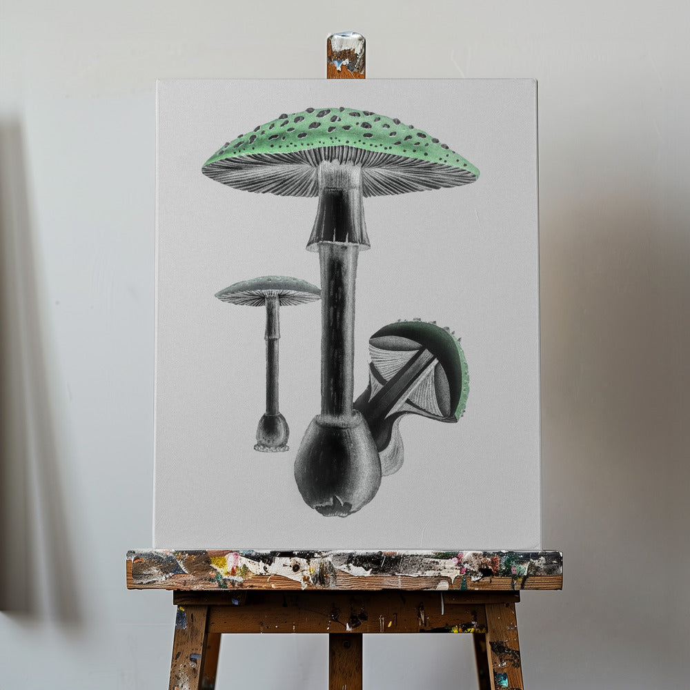 Amanita Muscaria Vit bakgrund Grön | Canvas