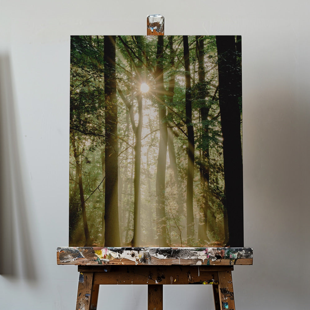 Raggi di sole attraverso la foresta | Stampe su Tela