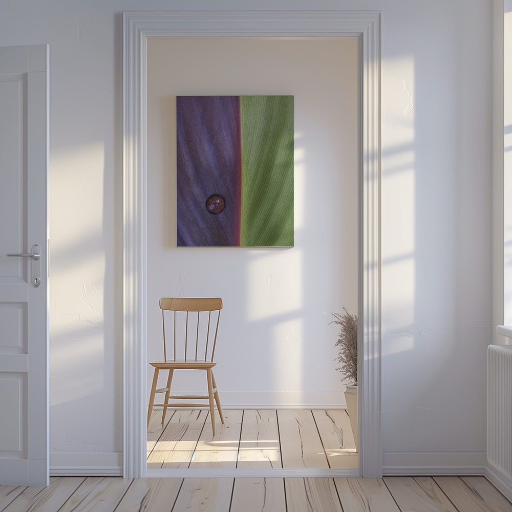 Canna | Canvas