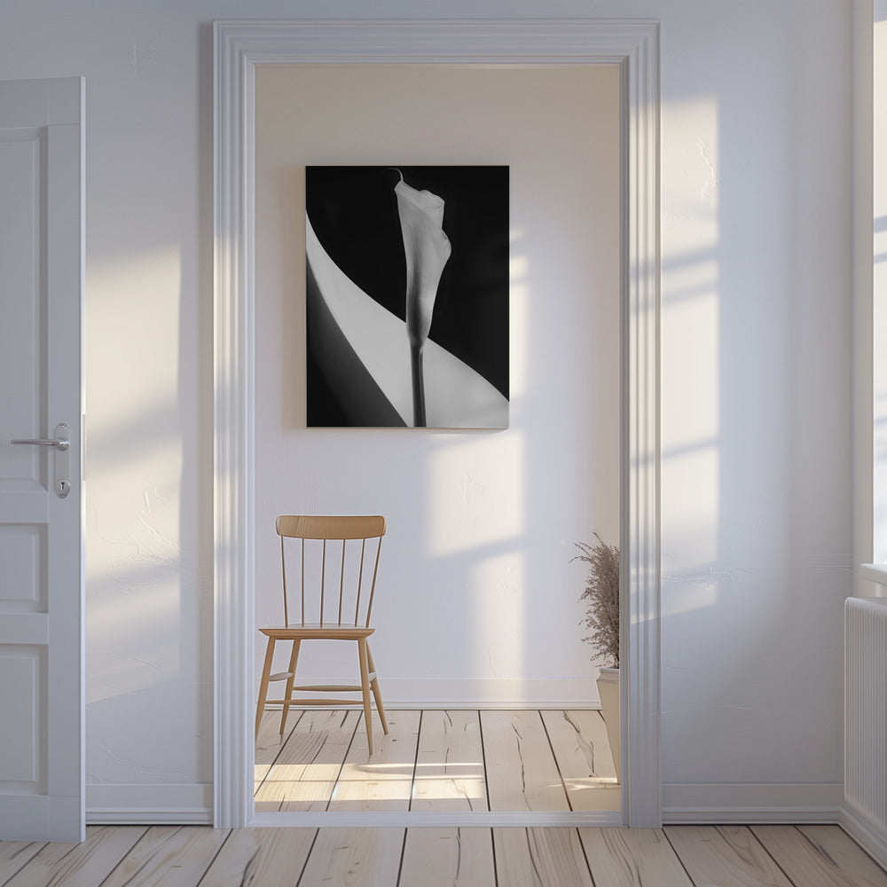 Calla-Lilie | Leinwand-Bilder