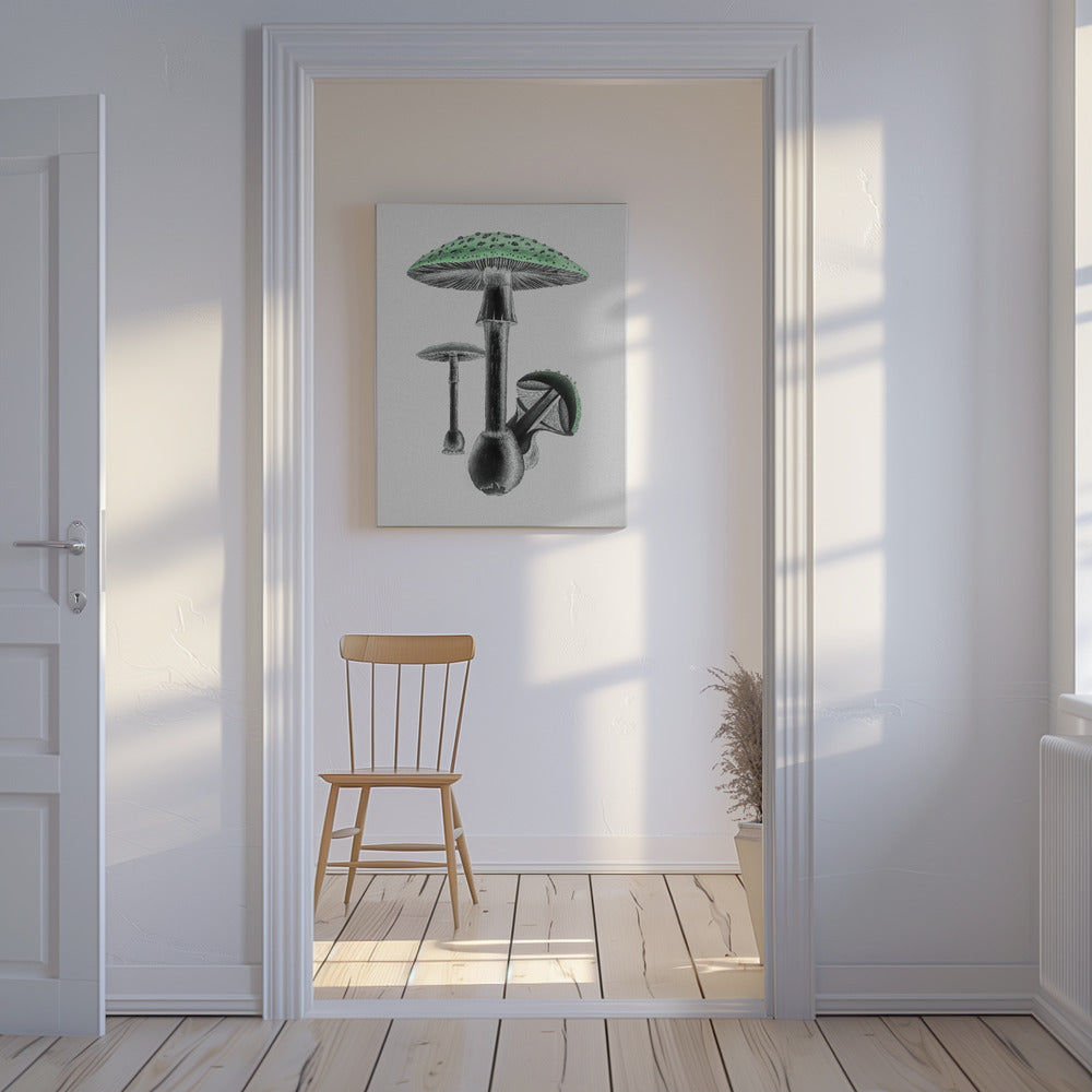 Amanita Muscaria Vit bakgrund Grön | Canvas