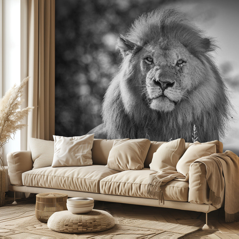 Monochromatischer König der Löwen | Fototapeten