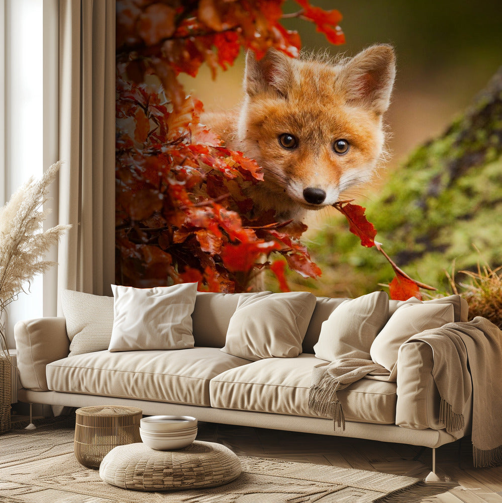 Fuchs | Fototapeten