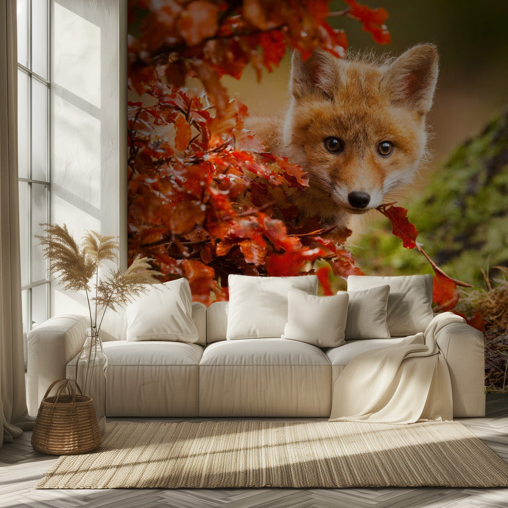 Fuchs | Fototapeten