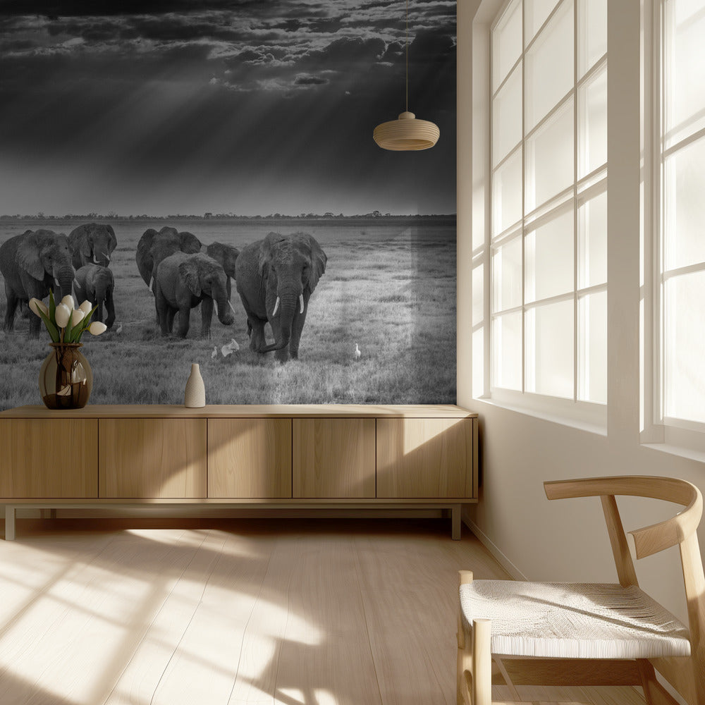 Aamiainen pachydermien kanssa | Valokuvatapetit