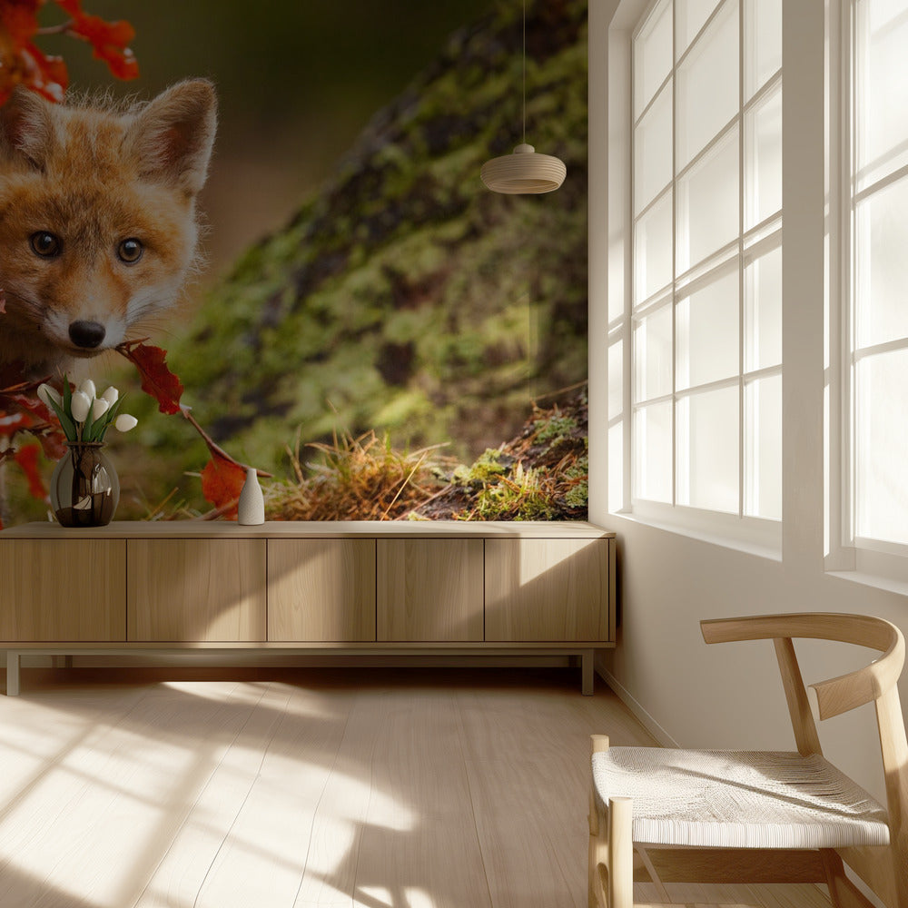Fuchs | Fototapeten