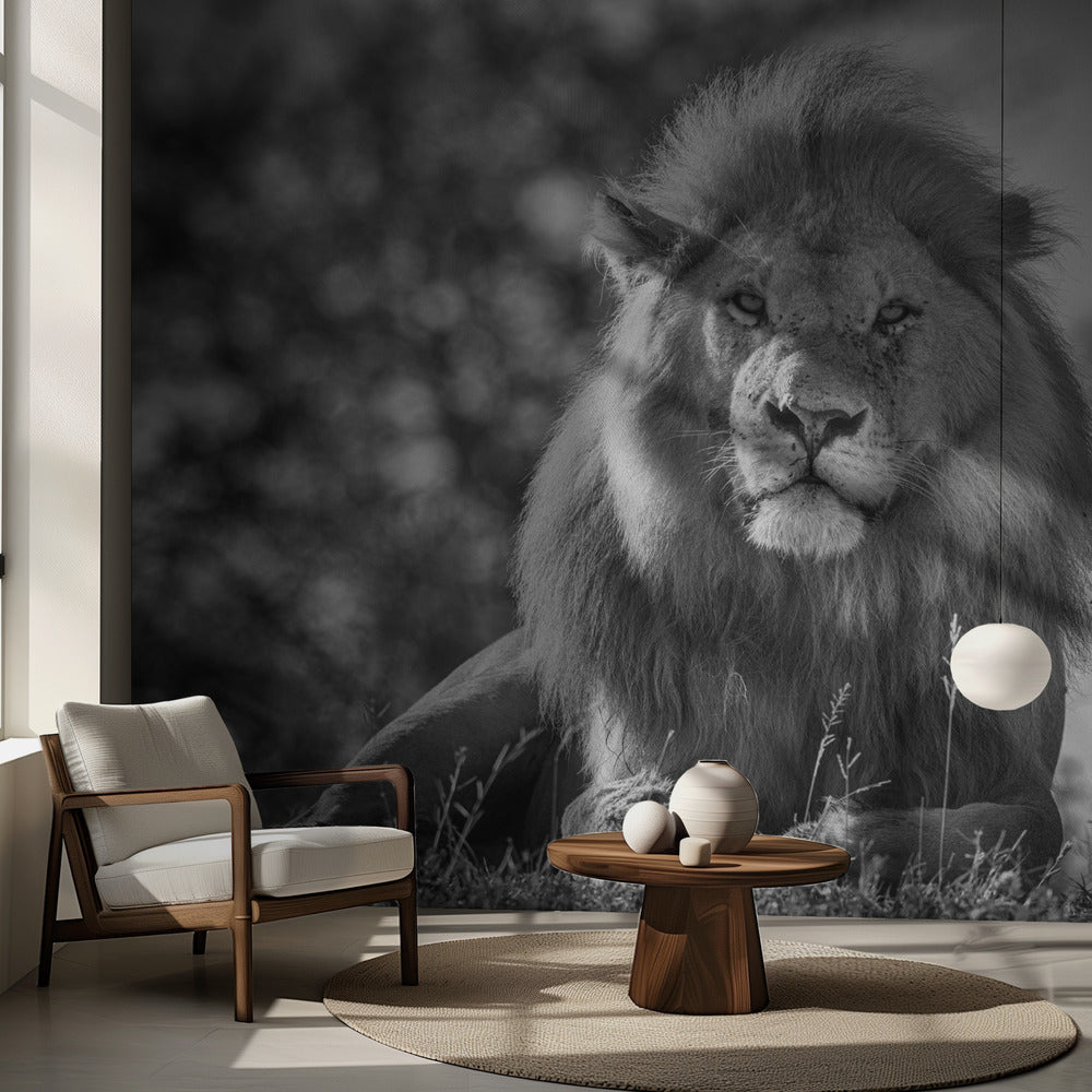 Monochromatischer König der Löwen | Fototapeten