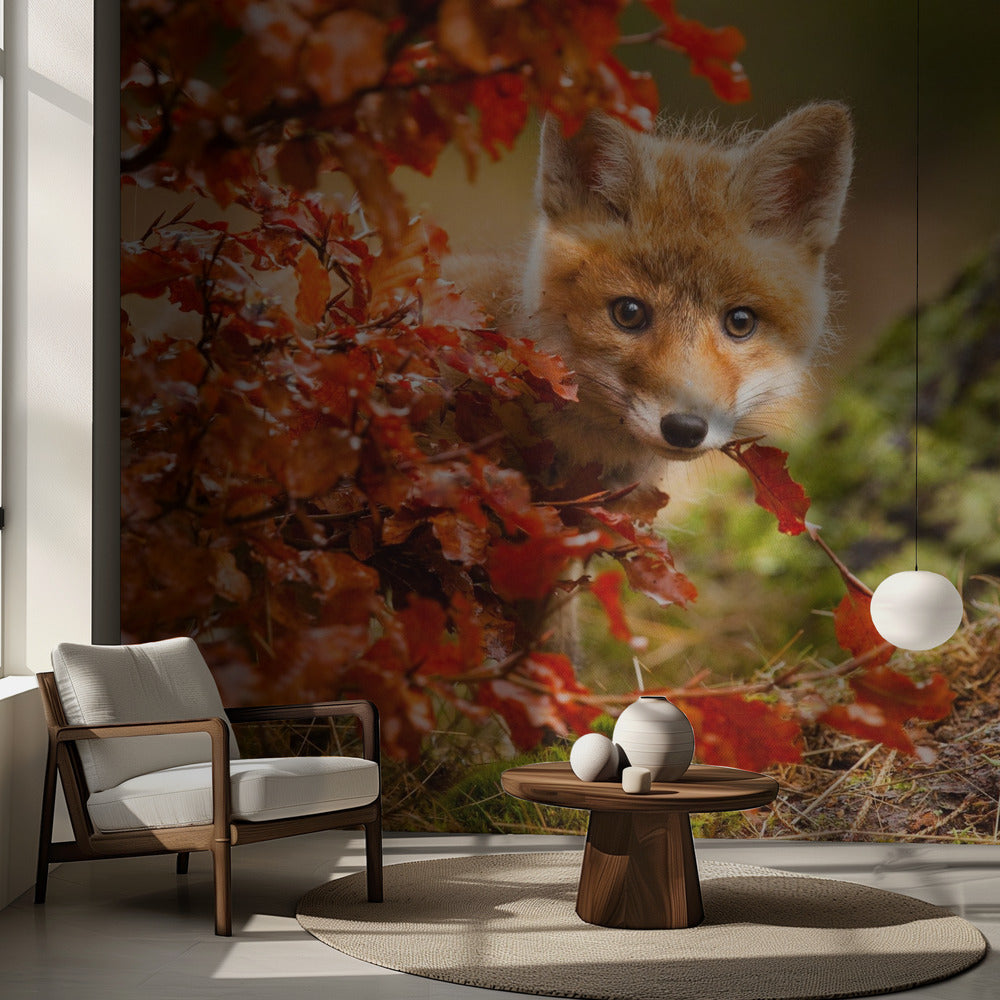 Fuchs | Fototapeten