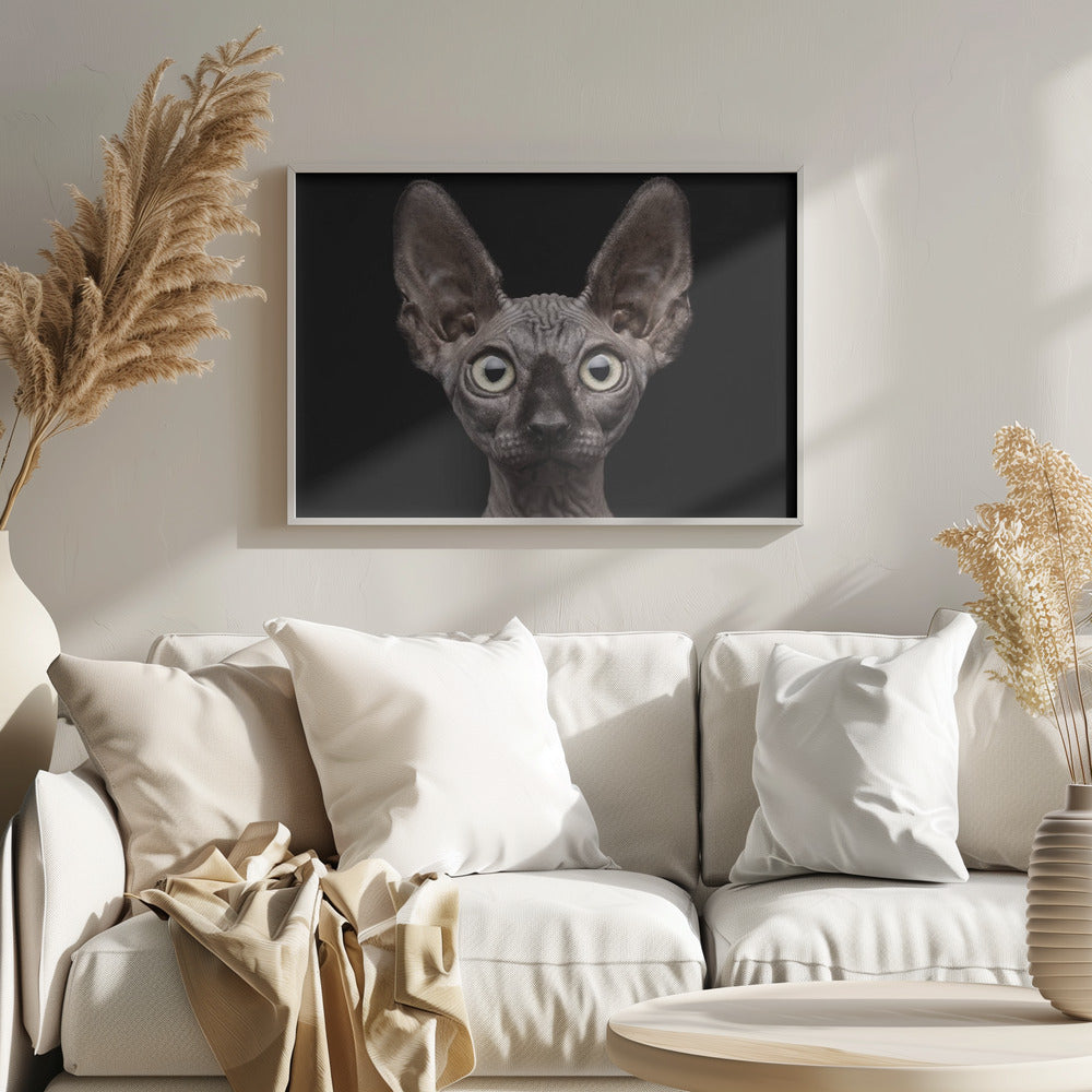 Gatto Sphynx | Poster - Stampe d’Arte