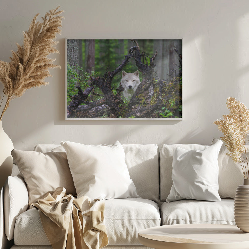Wolf | Poster - Kunstdruck