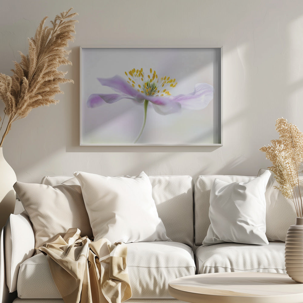 Anemone dei boschi | Poster - Stampe d’Arte