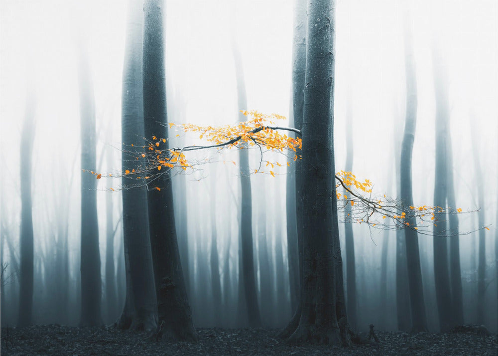 Speulder revisitado | Papel Pintado Fotográfico