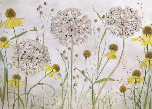Allium ed elenium | Carta da Parati Fotografica