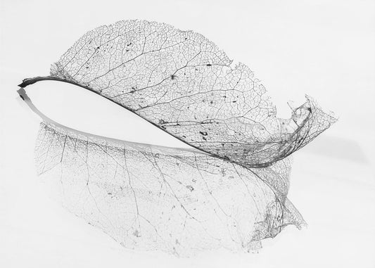 La vieille feuille | Papier Peint Photo
