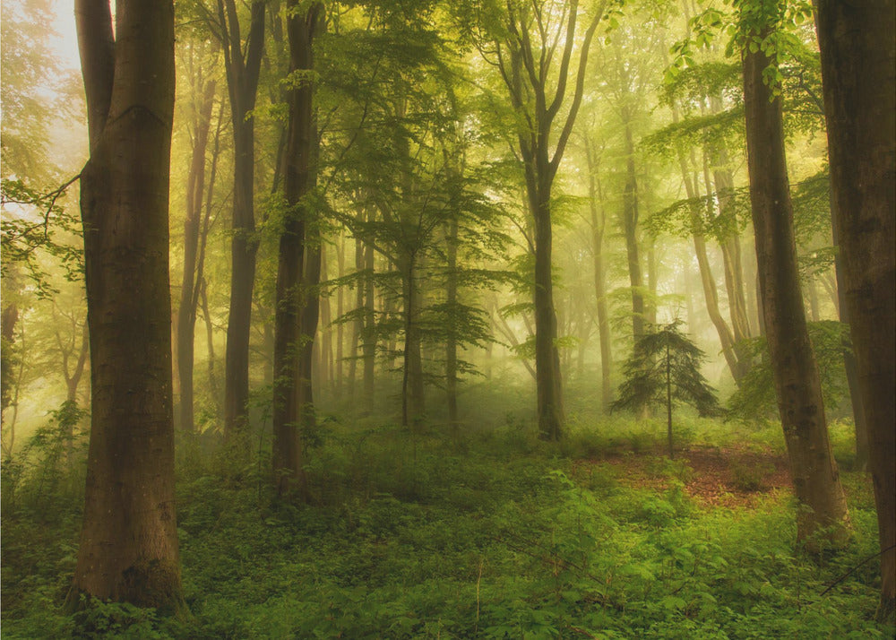 Der kleine Baum | Fototapeten