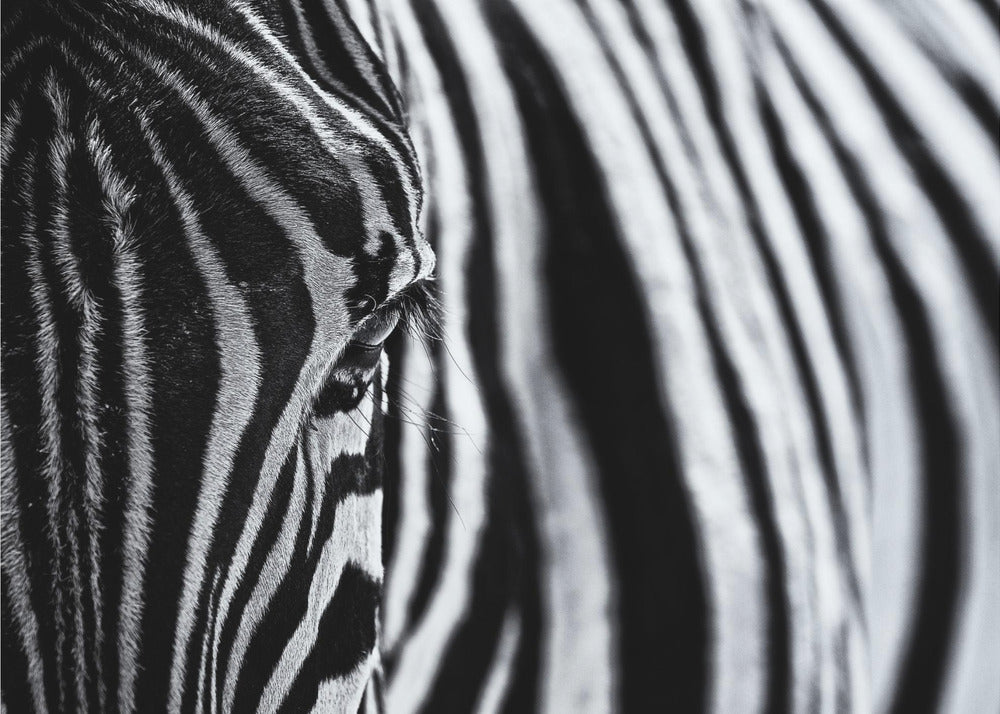 Le regard de la nature | Papier Peint Photo