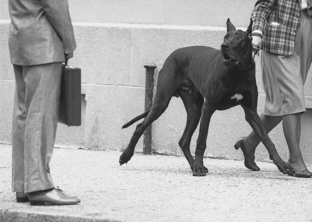 Great dane bodyguard (from the series &quot;Boy meets girl&quot;) | Canvas