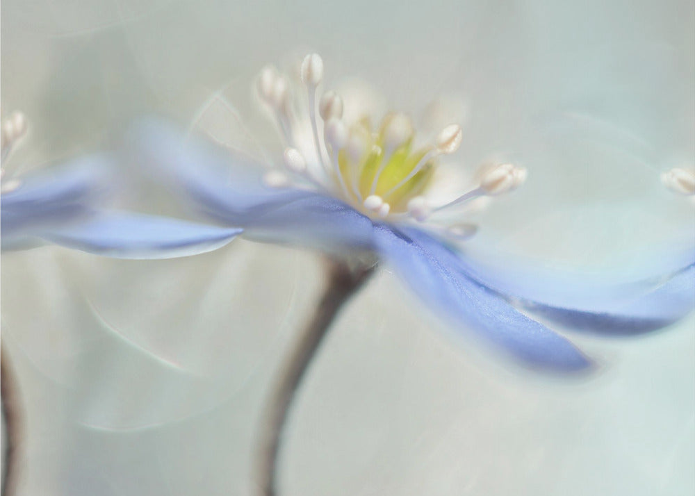 Tanzende Anemonen | Poster - Kunstdruck