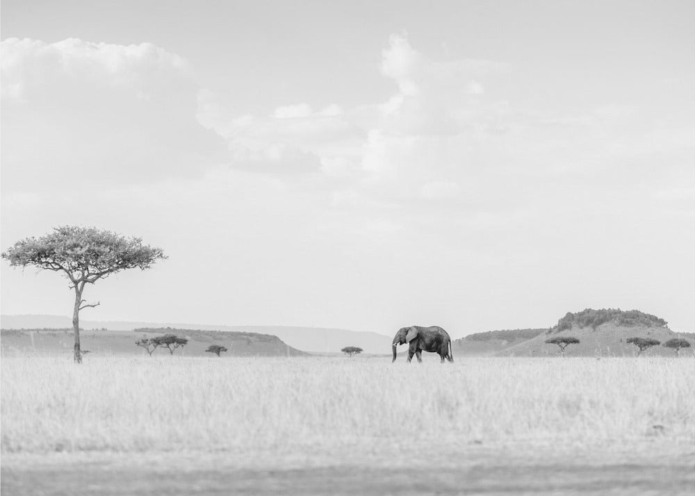 WYSOKA KLUCZOWA SAVANNAH | Fototapeta