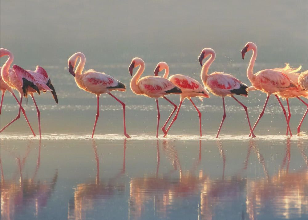 Flamingo | Plakater - Kunsttryk