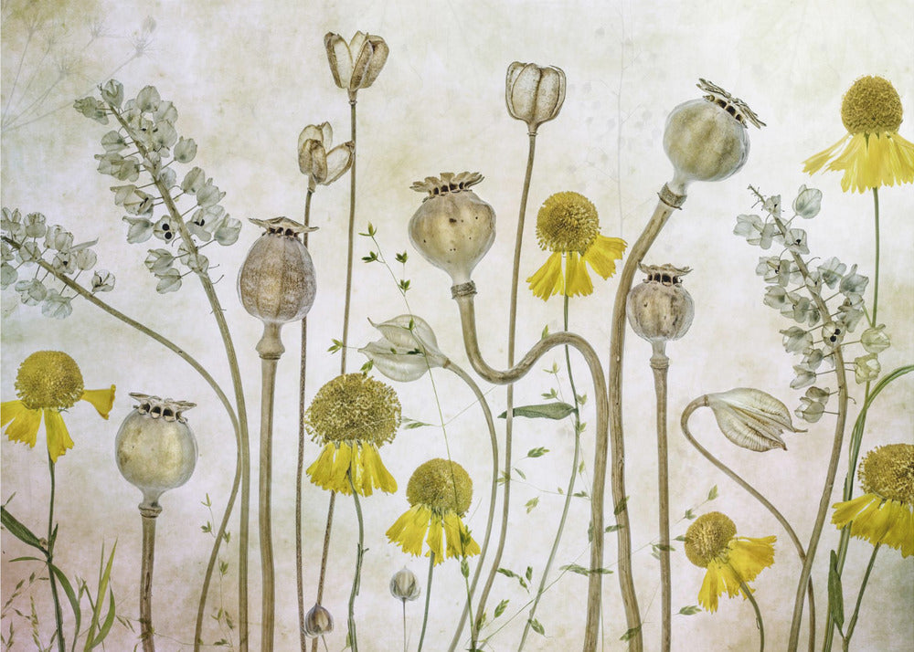 Papaveri ed Helenium | Carta da Parati Fotografica