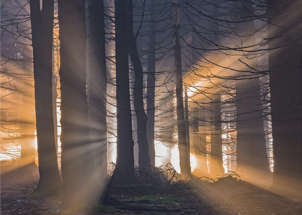 Wald | Fototapeten