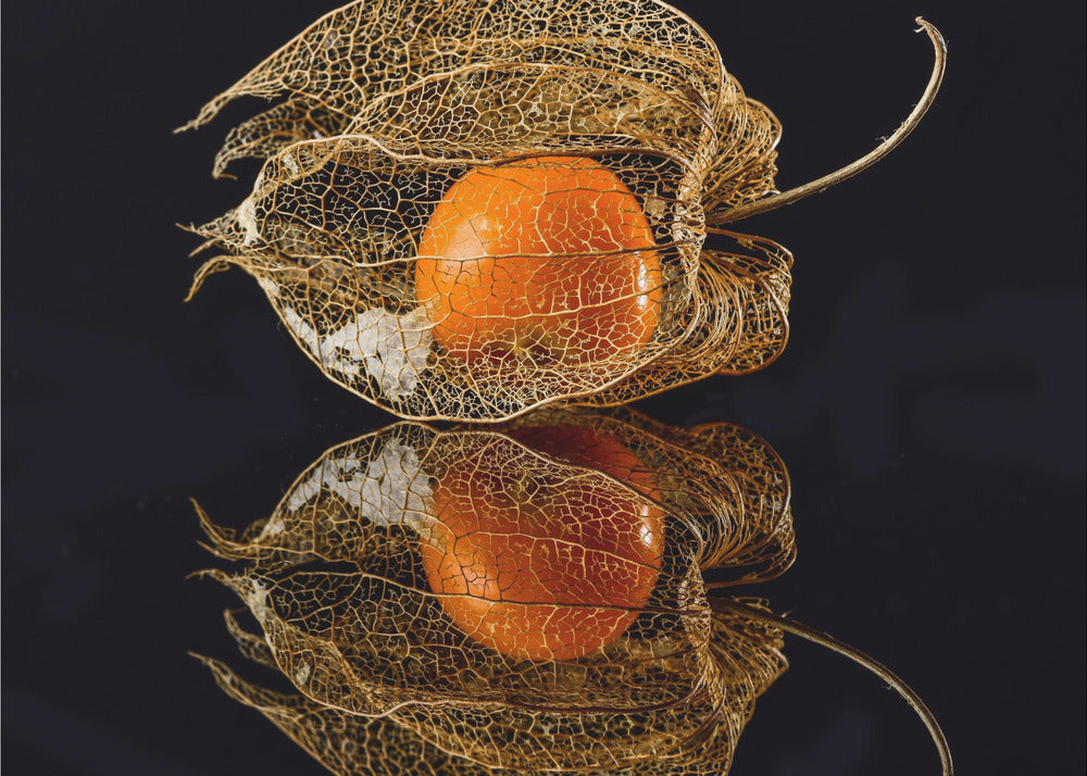 Physalis | Fototapeten