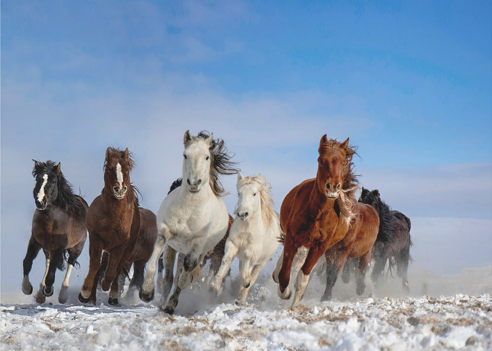 Cavalli della Mongolia | Carta da Parati Fotografica