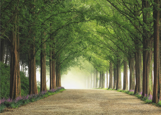 Droga Metasequoia | Fototapeta