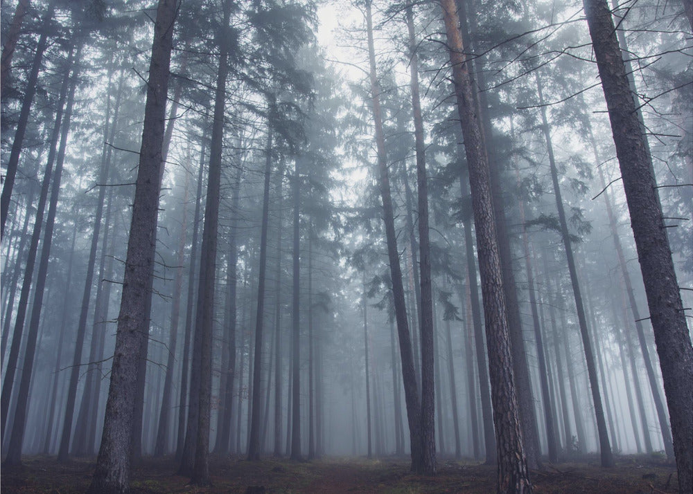 Mystisk dimmig skog. Fototapet