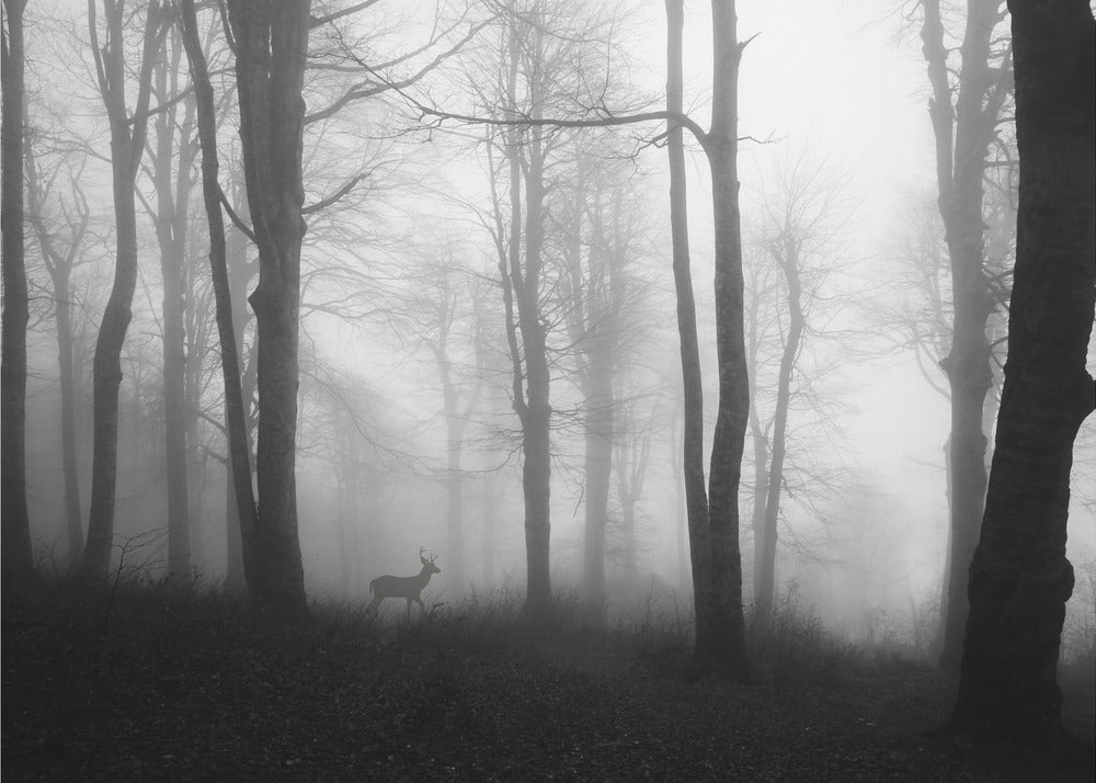 skov | Fototapeter