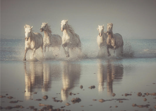 Camargue-heste | Fototapeter