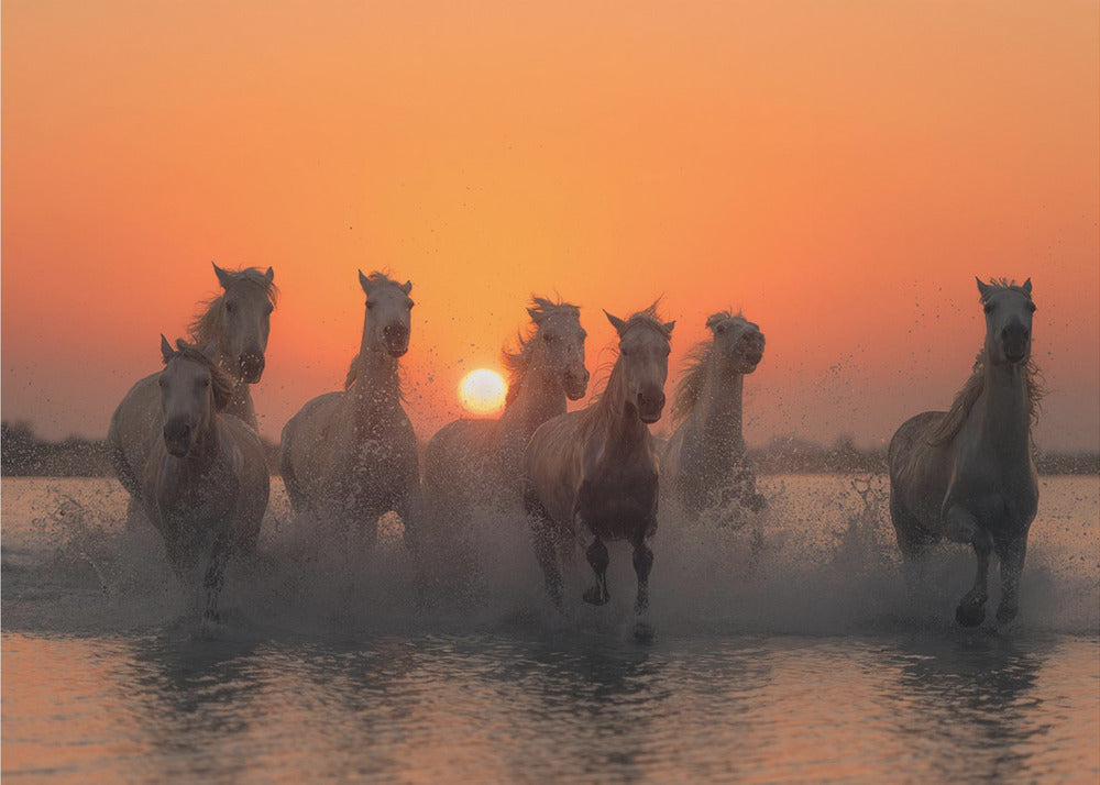 Solnedgang i Camargue | Fototapeter