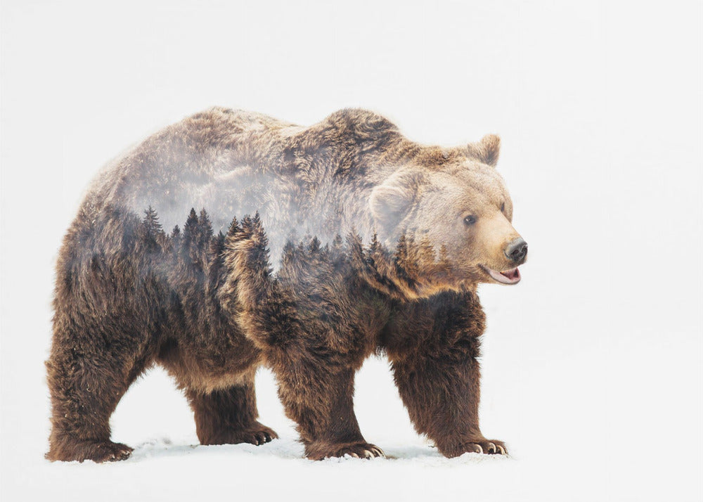 Orso | Carta da Parati Fotografica